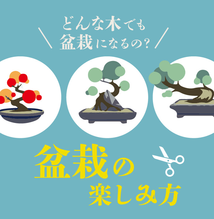 初心者でもわかる！知っておきたい盆栽の育て方と種類を分かりやすく紹介