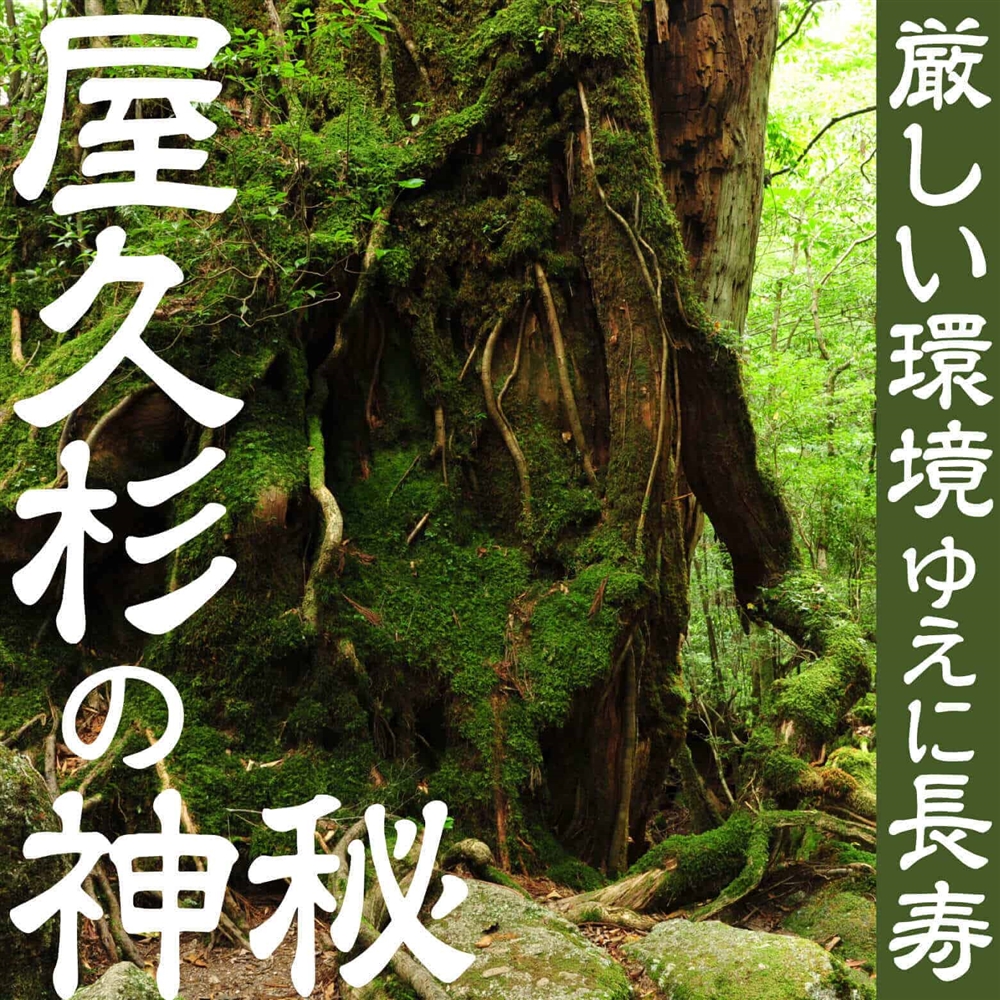 世界自然遺産に自生する「屋久杉」の樹齢は？世界でもっとも長生きな木をランキングでご紹介