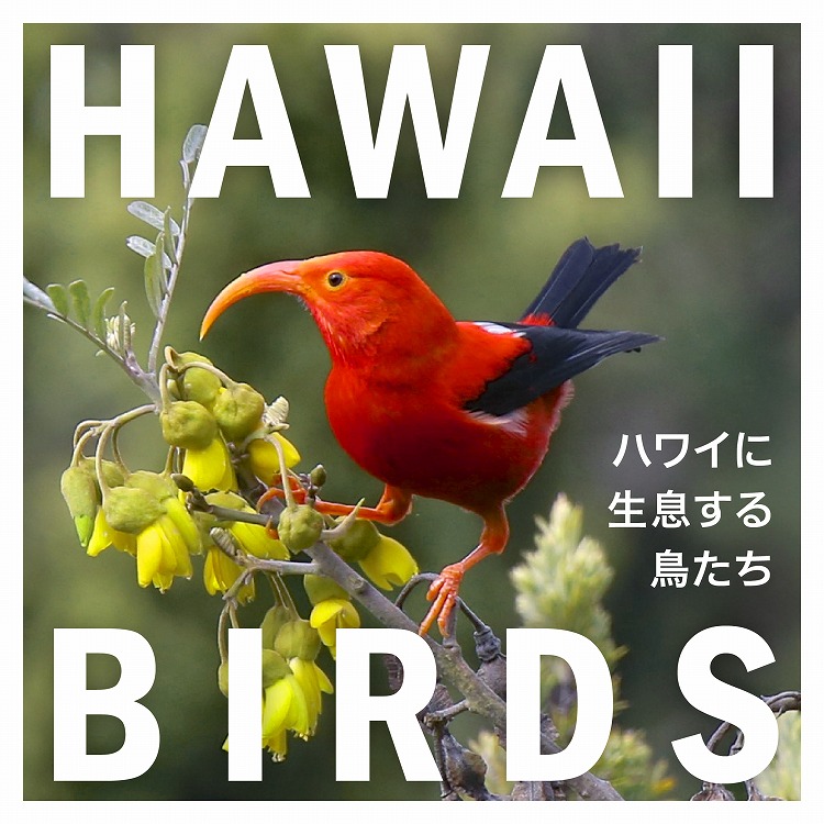 ハワイではどんな鳥が見られる？鳥の羽を使用した素敵なアイテムもご紹介！