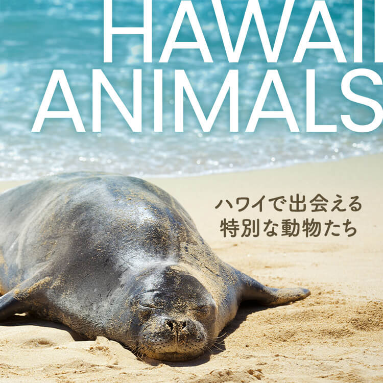 ハワイで出会える野生の動物たち！-生態や、ハワイ語での名前をご紹介-