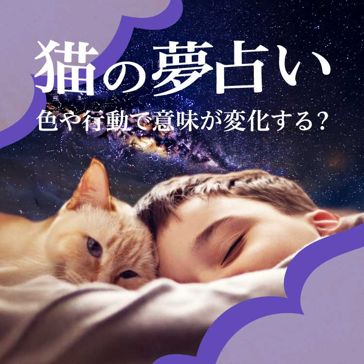 猫の夢を見る意味は何？金運や注意点など猫の夢占いを解説