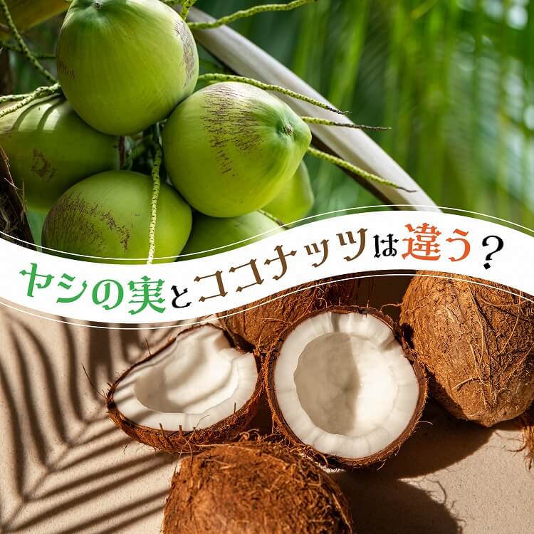 ヤシの実とココナッツの違いとは？同じと誤解されがちだからこそ知りたい正しい情報