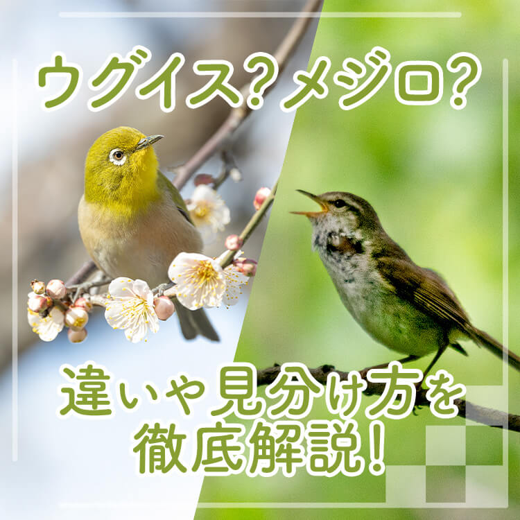 春を告げる野鳥、ウグイスとメジロの違いとは？見分け方を詳しく解説します