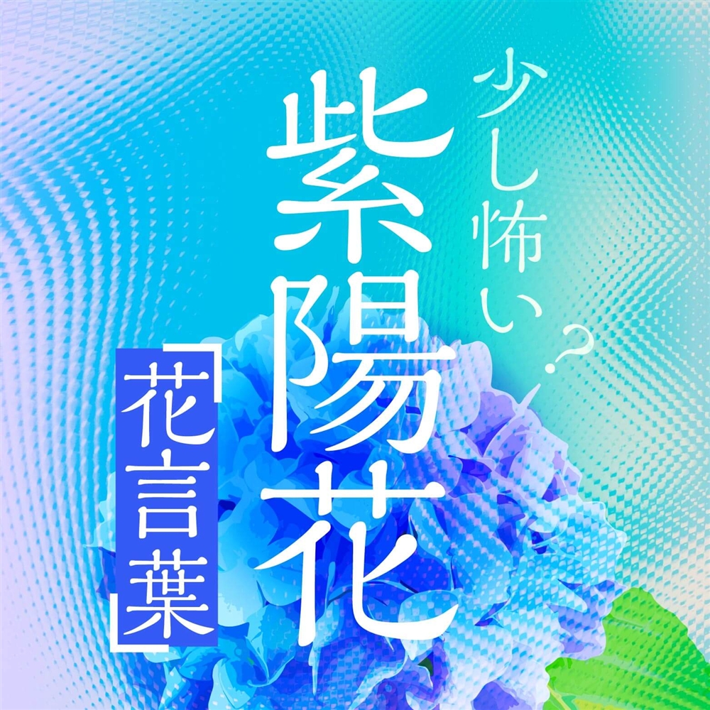 紫陽花の花言葉は実は怖い？色別の意味と見ごろ、梅雨の魅力を解説