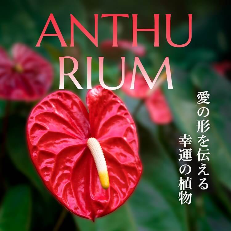 アンスリウムの花言葉とは？色別の花言葉やアンスリウムの歴史などについて紹介！