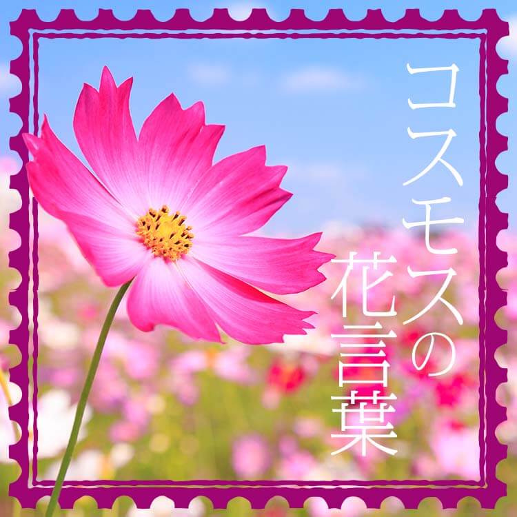 コスモスの花言葉は色によっても違いがある？コスモスの花言葉を色別に紹介